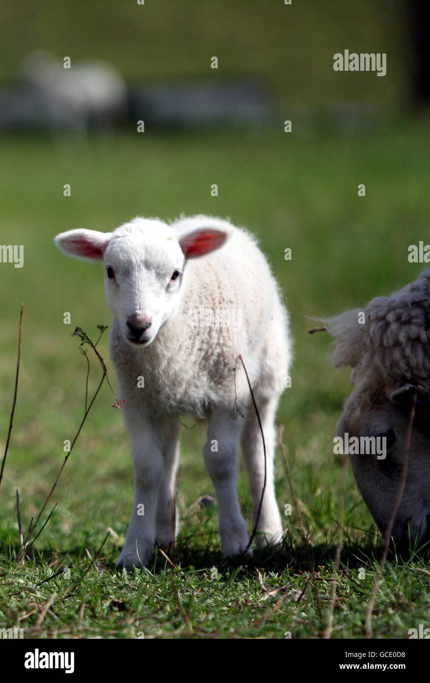 Lambs enjoy the spring sunshine in Wraysbury, Middlesex Stock Photo - Alamy