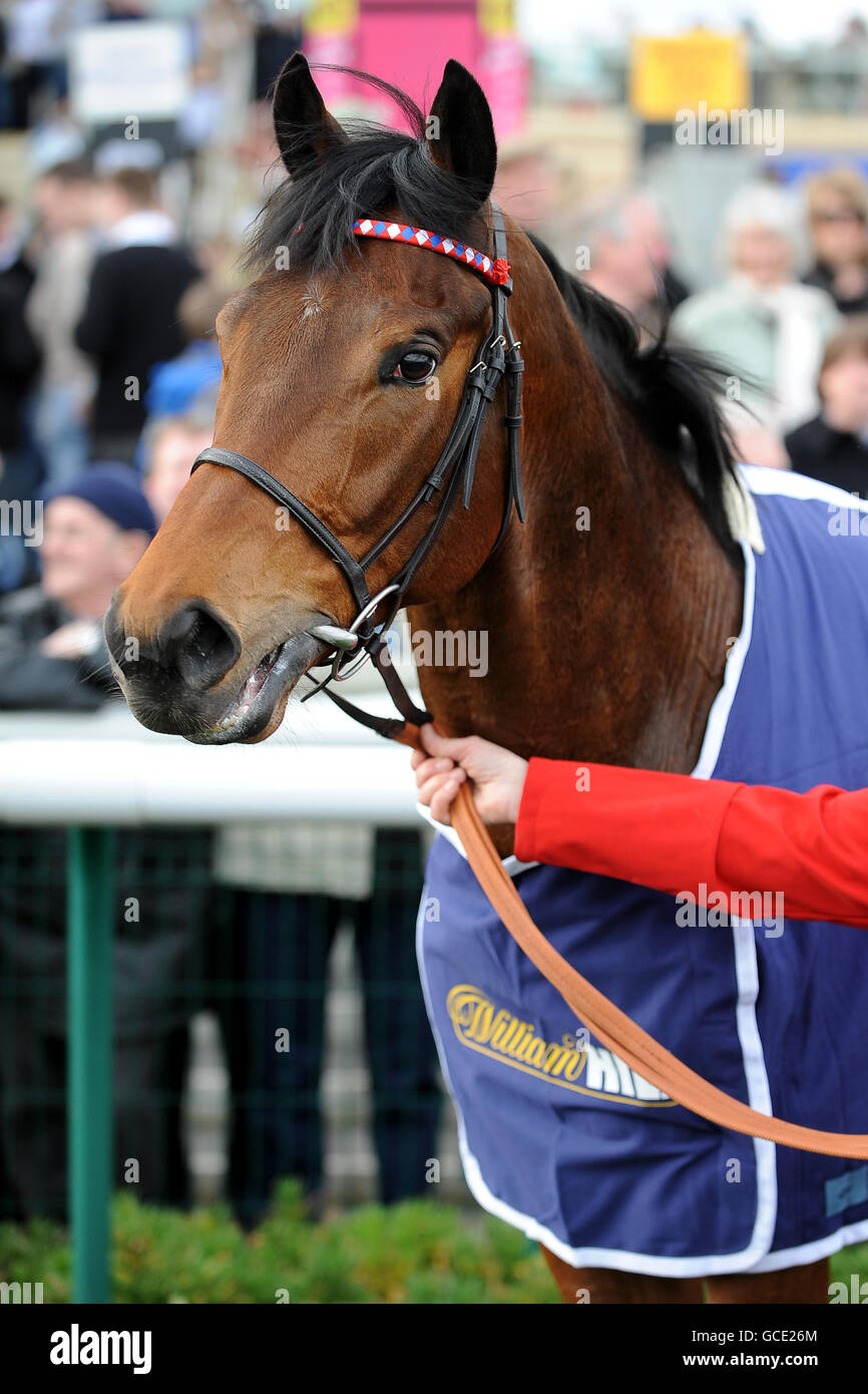 Horse Racing - The Lincoln Meeting - Doncaster Racecourse. Penitent after winning the William Hill Lincoln Stock Photo