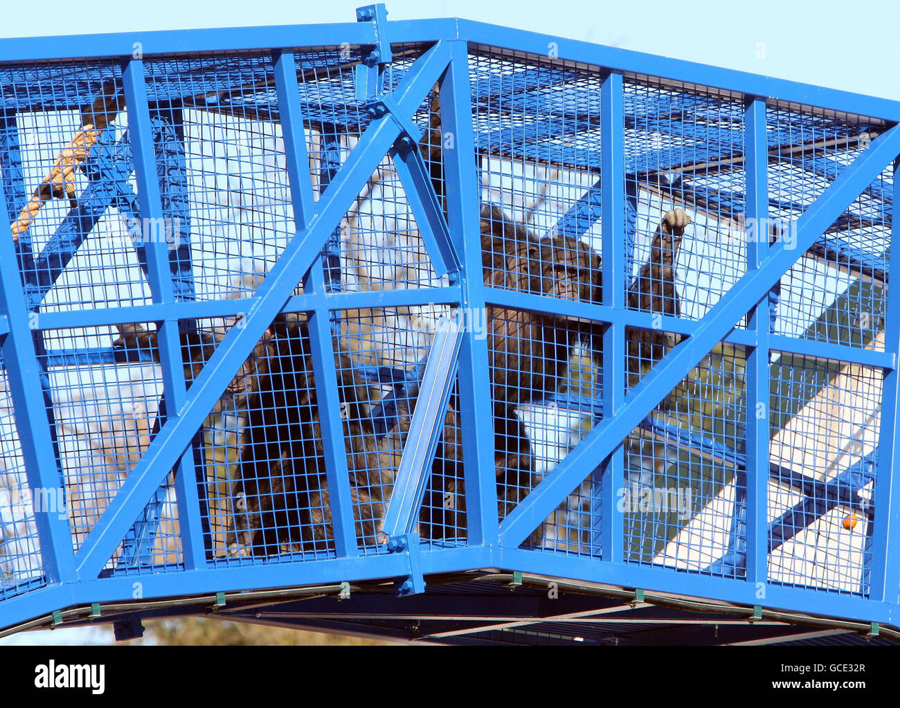 Chippie (right) and Rosie the chimps make their way across the new specially designed 'Snake ' bridge for the first time from their mainland house to the chimp island at Blair Drummond Safari Park, Scotland. Stock Photo