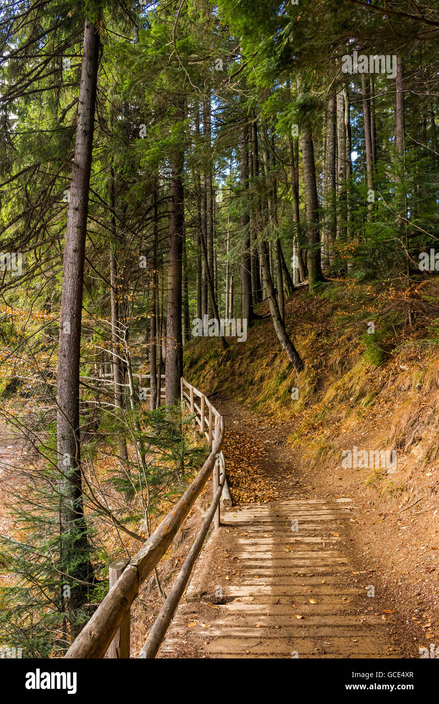 trail with a wooden fence near the lawn in the shade of pine trees of green forest in autumn Stock Photo