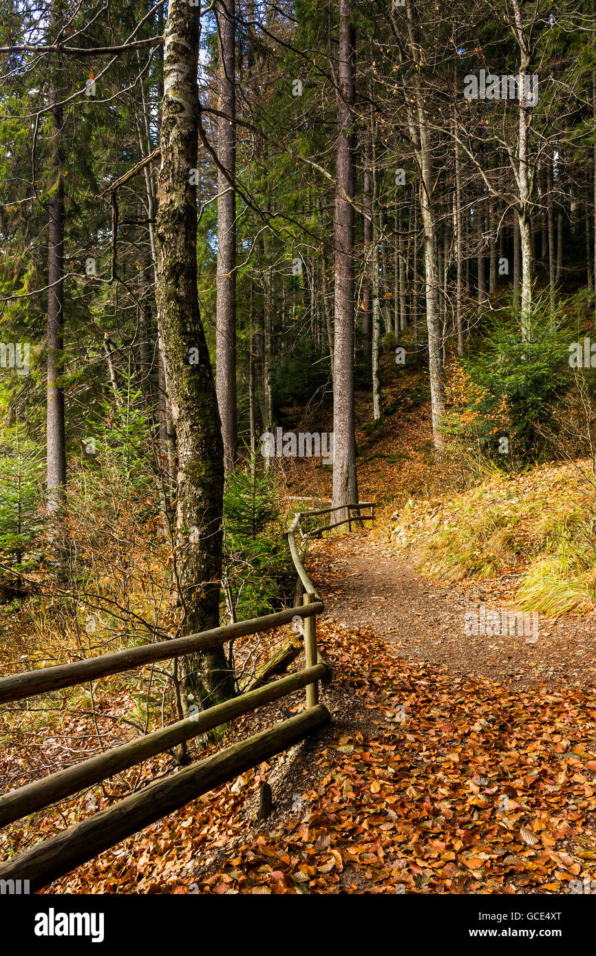 trail with a wooden fence near the lawn in the shade of pine trees of green forest in autumn Stock Photo