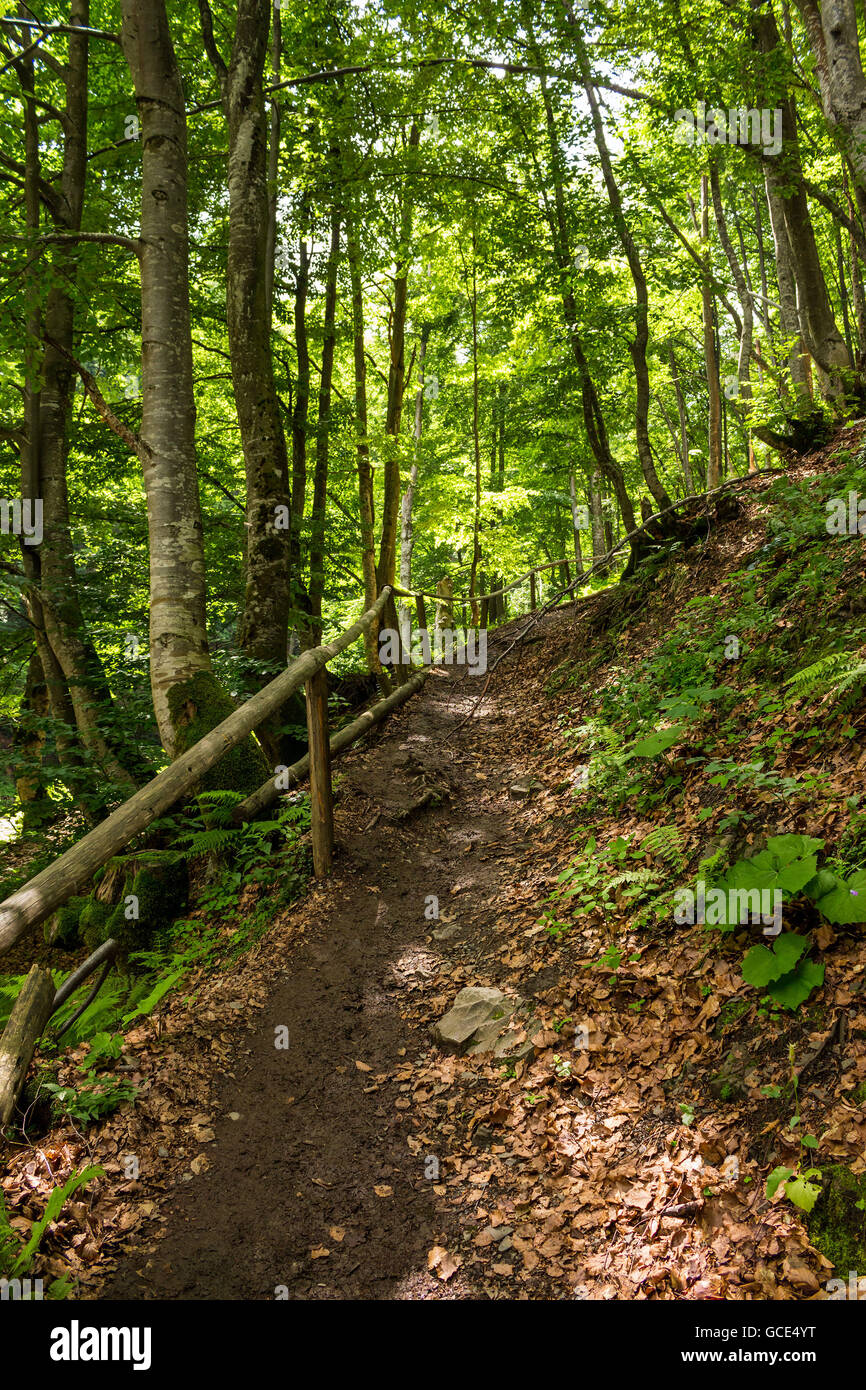 wide trail with a wooden fence near the lawn in the shade of pine trees of green forest Stock Photo