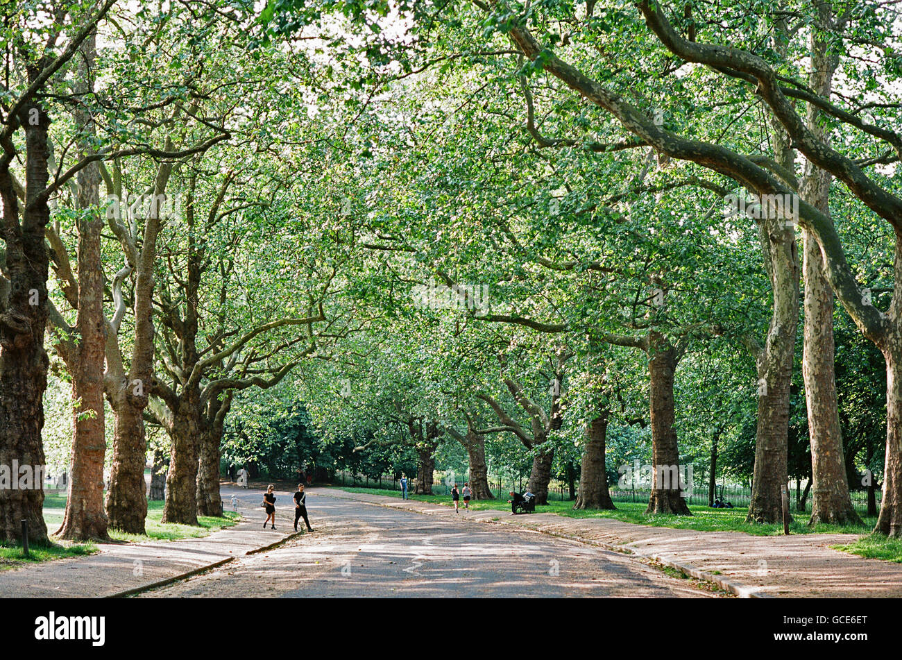 Tree-lined avenue in Finsbury Park, North London UK Stock Photo