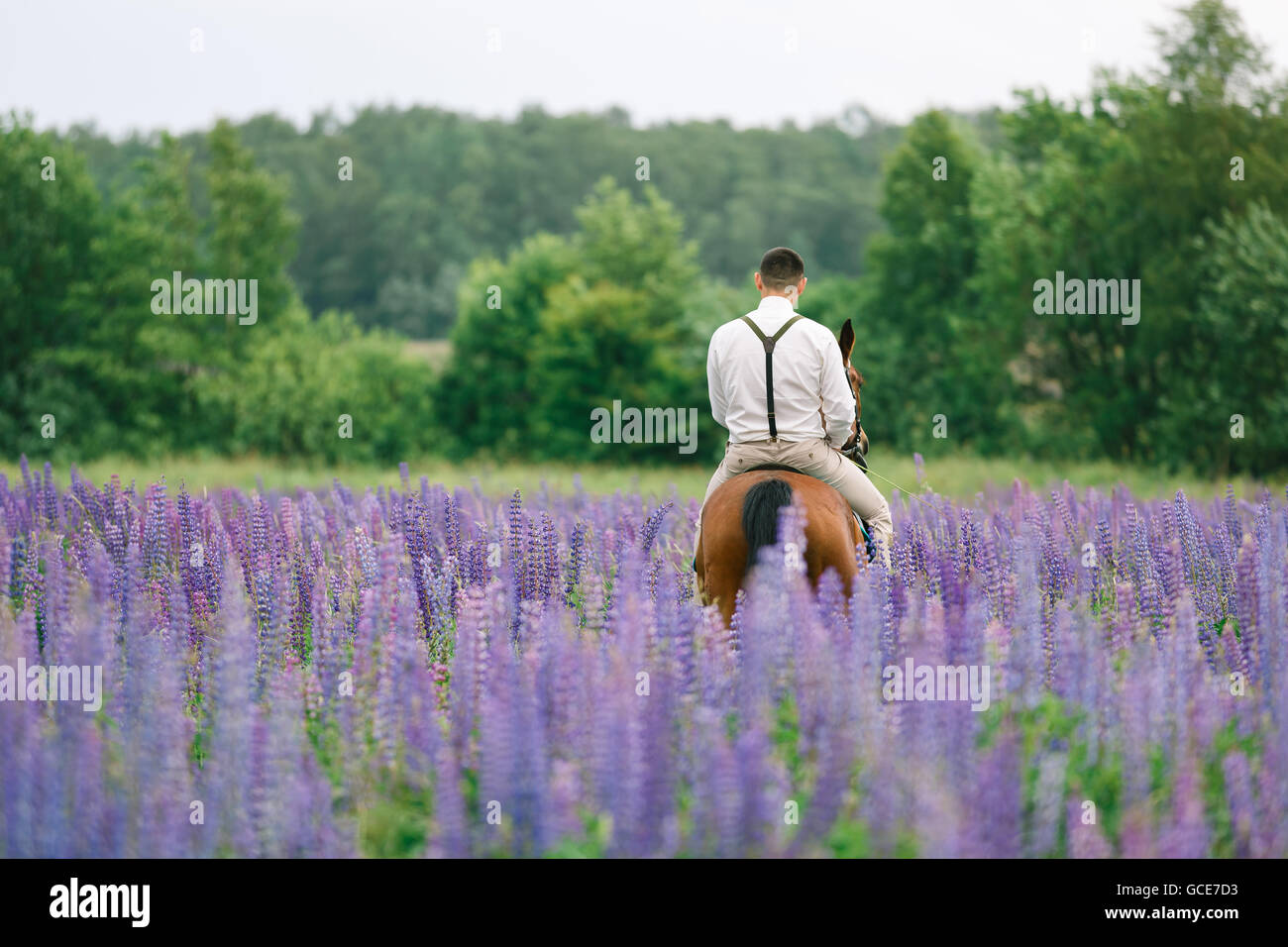 The groom riding on horseback across a field of lupine Stock Photo