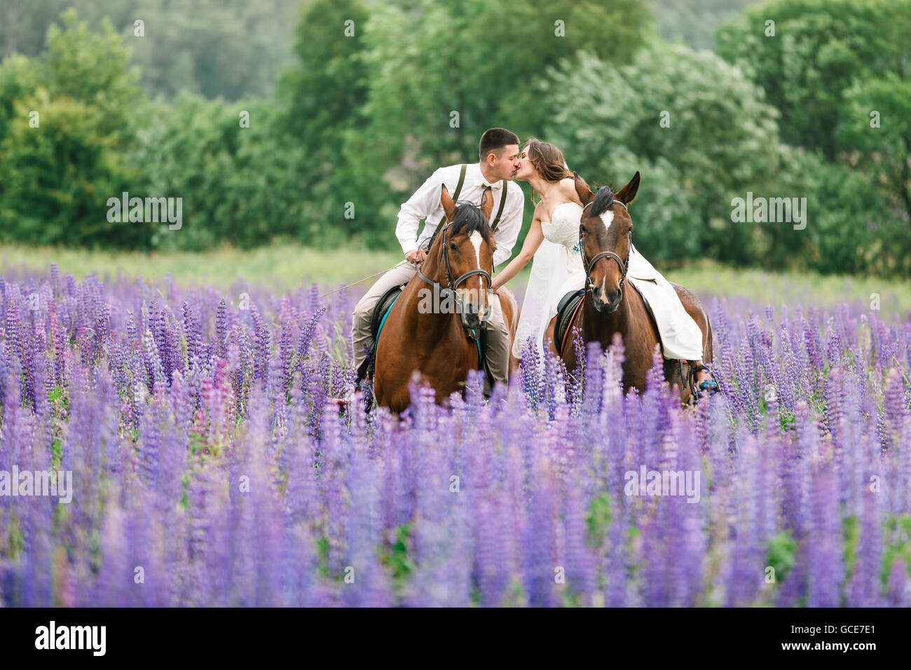 The bride and groom riding on horseback across a field of lupine Stock Photo