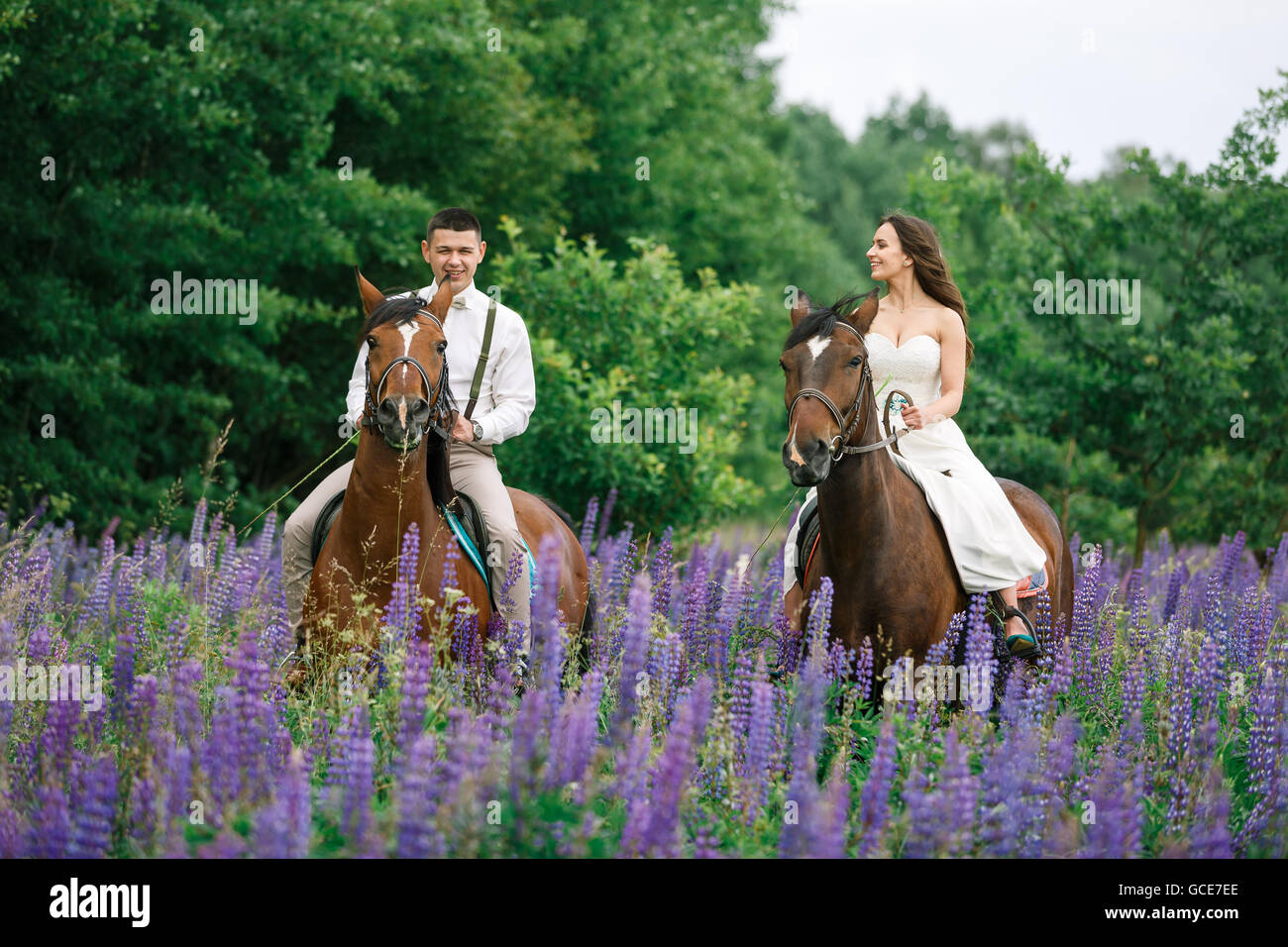 The Bride And Groom Riding On Horseback Across A Field Of Lupine Stock the-bride-and-groom-riding-on-horseback-across-a-field-of-lupine-stock