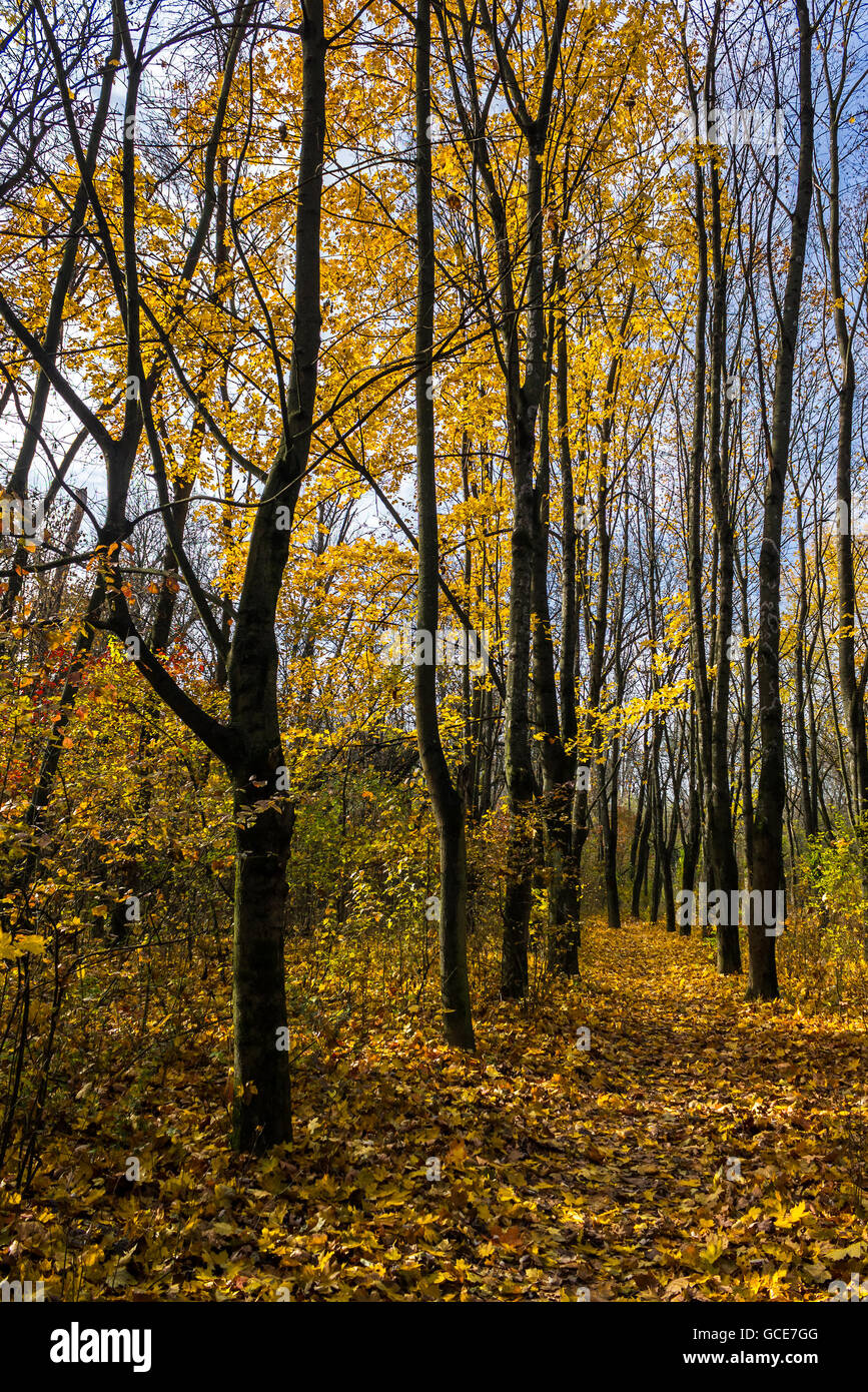 path in foliage in the shade of tall trees Stock Photo