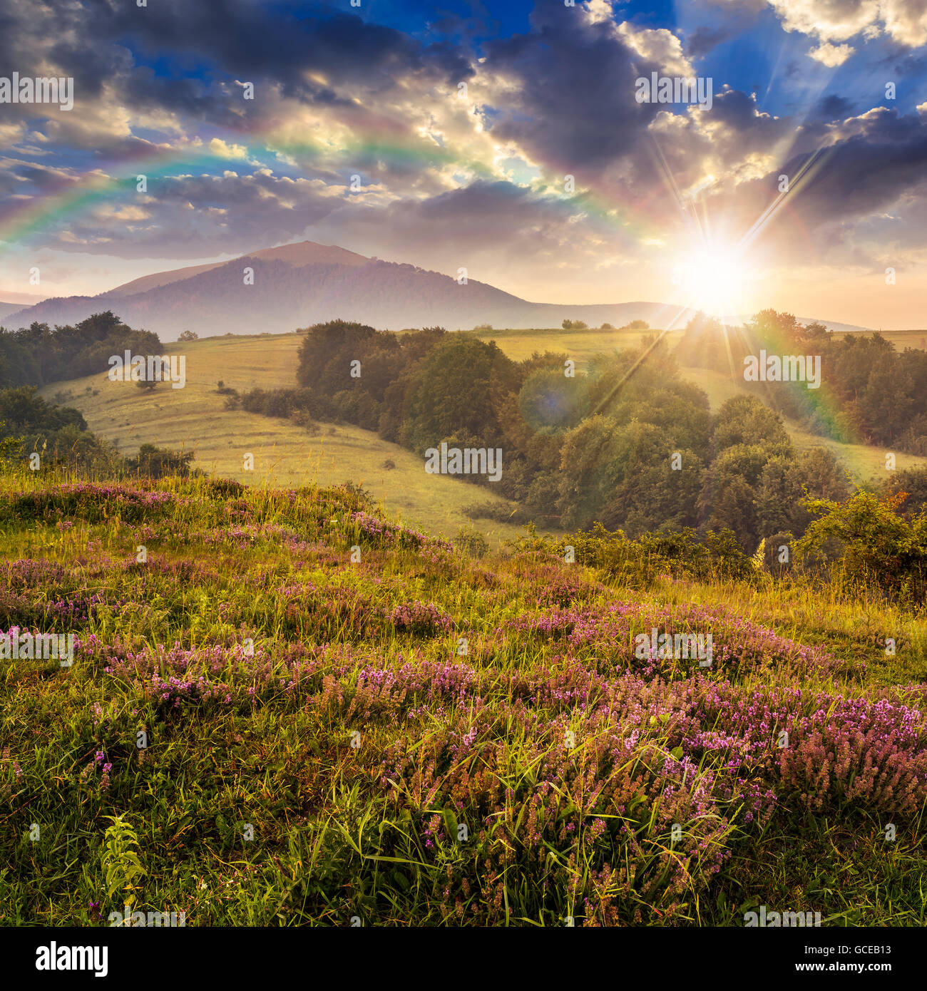 wild savory and mint  in  fog on hillside meadow in high mountains at sunset light with rainbow Stock Photo