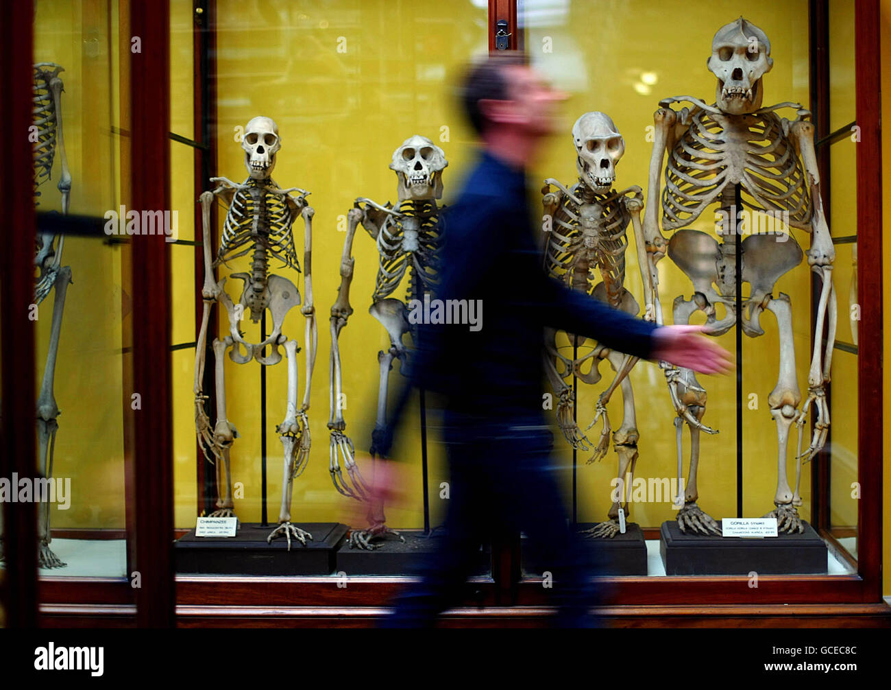 Dublin Natural History Museum refurbished Stock Photo Alamy