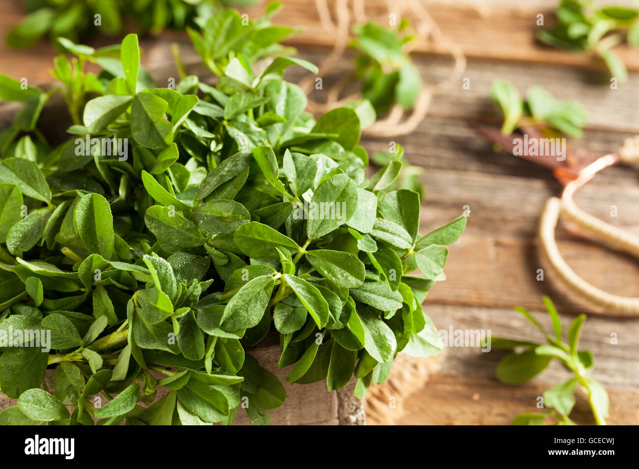 Raw Organic Fenugreek Methi Leaves in a Basket Stock Photo