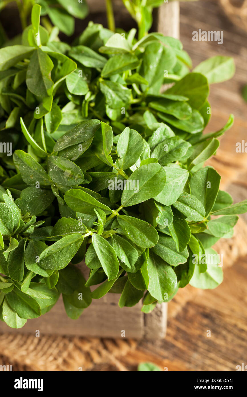 Raw Organic Fenugreek Methi Leaves in a Basket Stock Photo Alamy