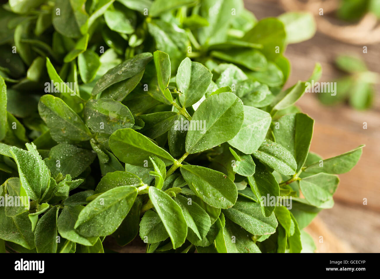 Raw Organic Fenugreek Methi Leaves in a Basket Stock Photo