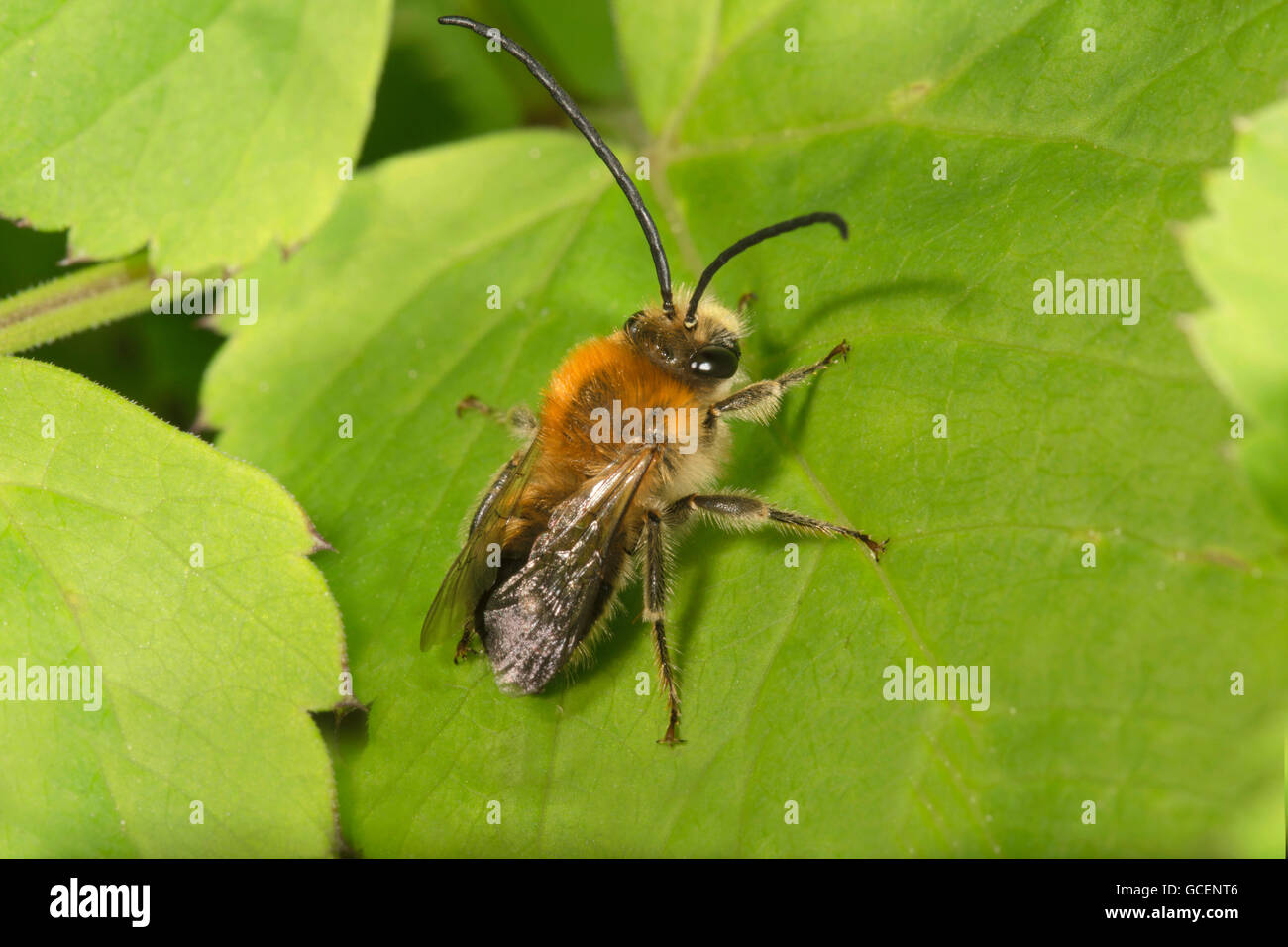 Scarce long-horned bee (Eucera nigrescens) sunbathing, Baden-Württemberg, Germany Stock Photo