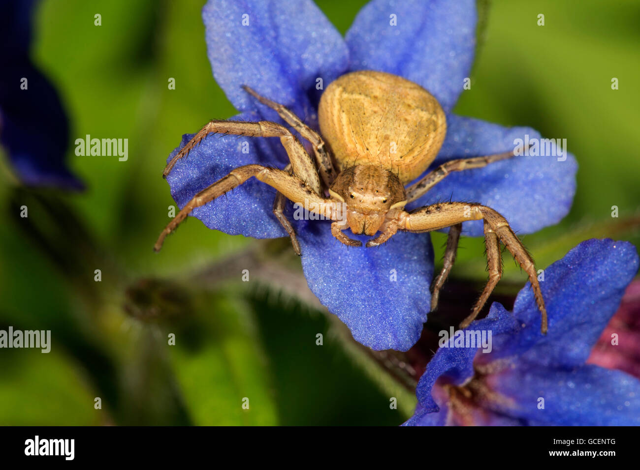 Crab spider (Xystus cristatus), female in catching position on flowering purple gromwell (Lithodora diffusa), Baden-Württemberg Stock Photo