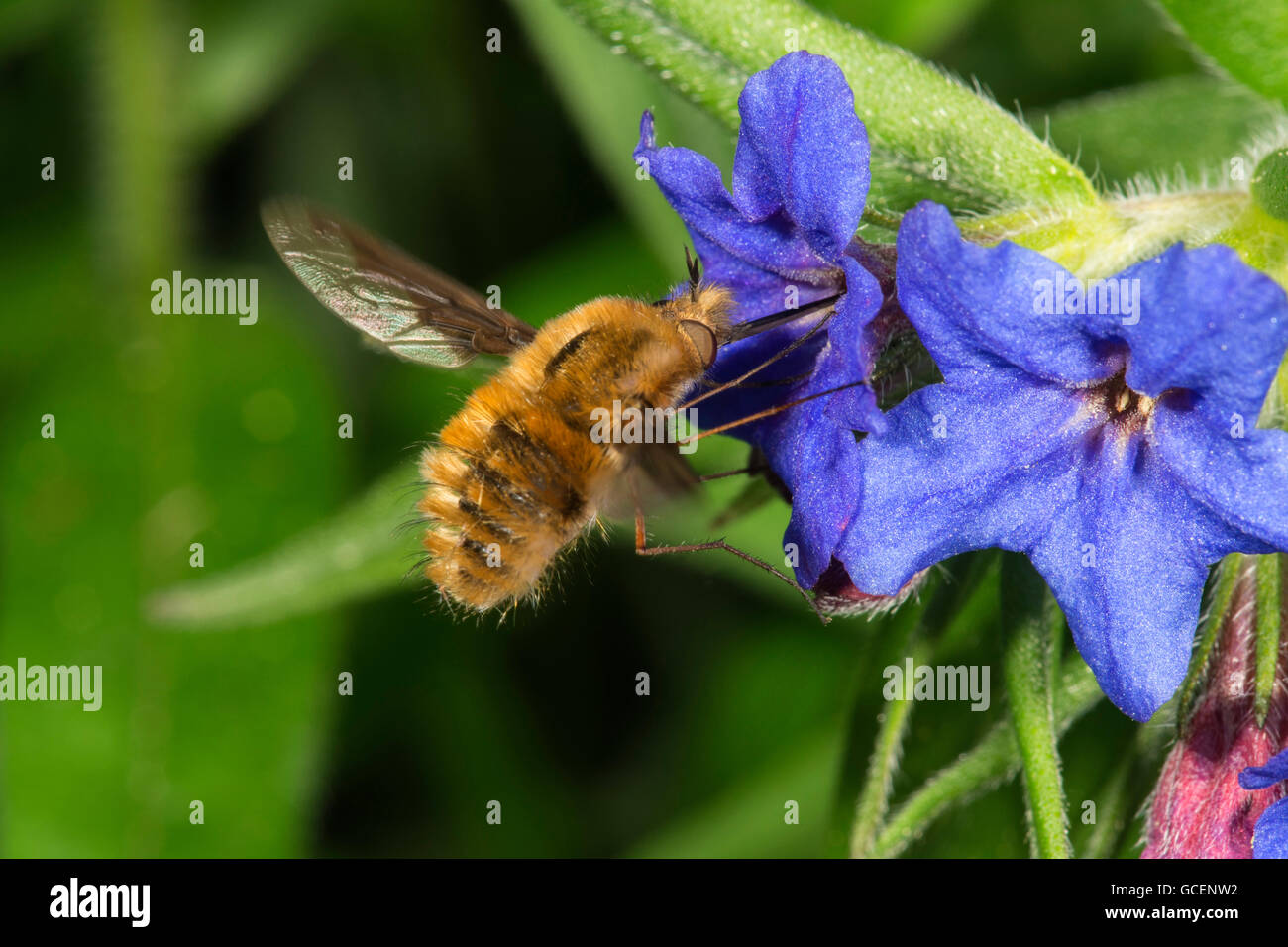 Large bee-fly (Bombylius major), drinking nectar from purple gromwell (Lithodora diffusa), Baden-Württemberg, Germany Stock Photo