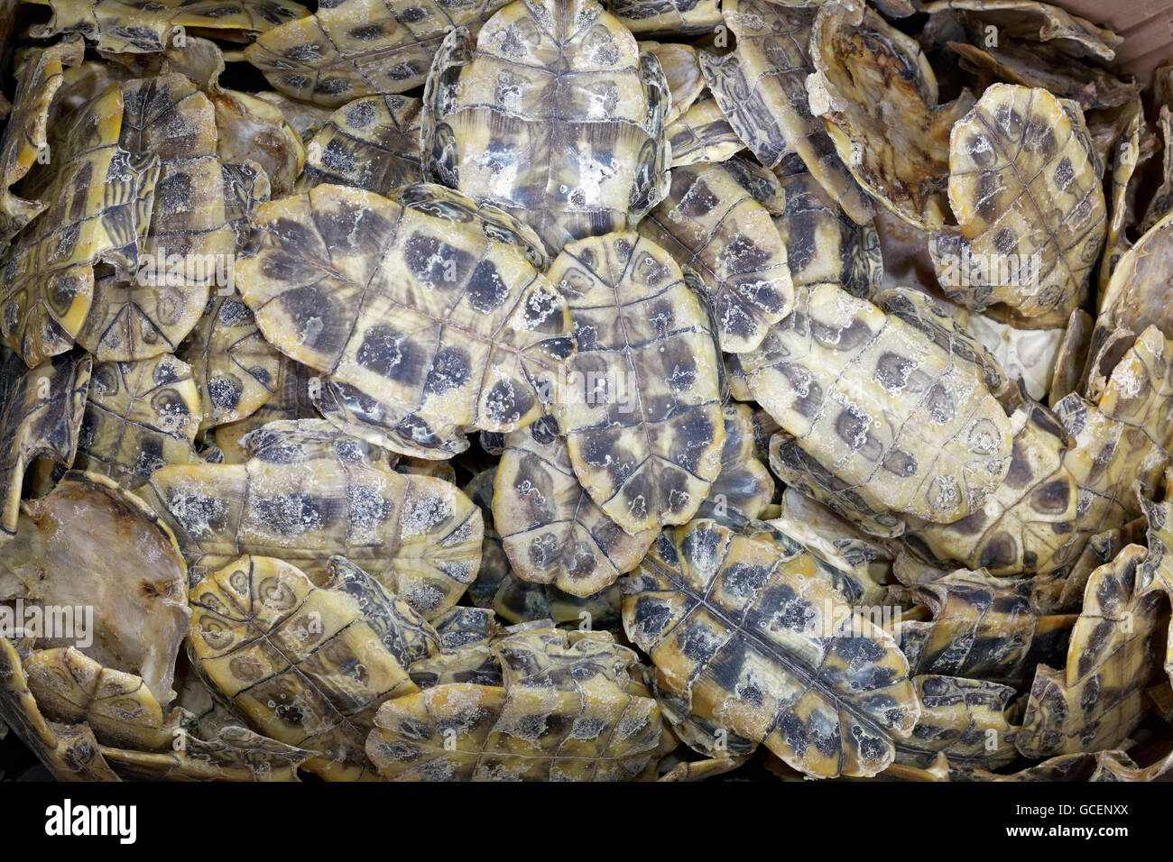 tortoise shells for sale