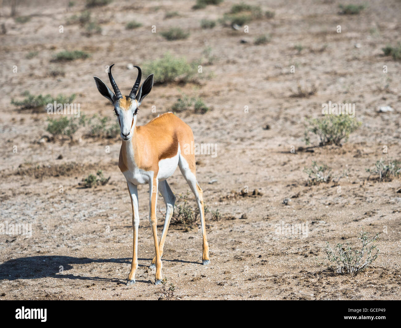 Springbok (Antidorcas marsupialis), near Okaukuejo, Etosha National Park, Namibia Stock Photo