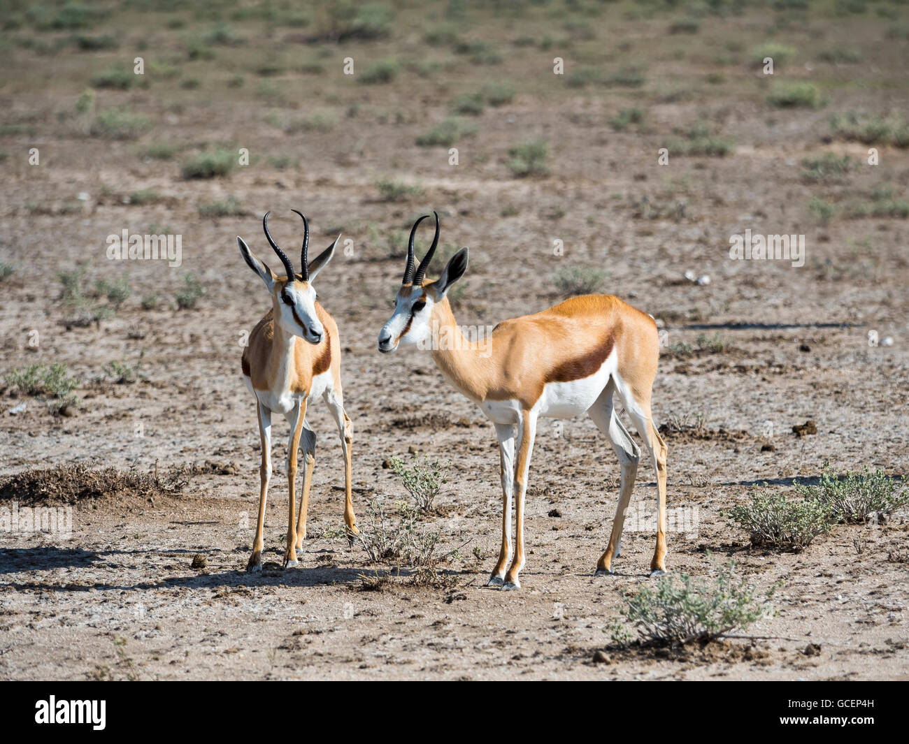 Springboks (Antidorcas marsupialis), near Okaukuejo, Etosha National Park, Namibia Stock Photo