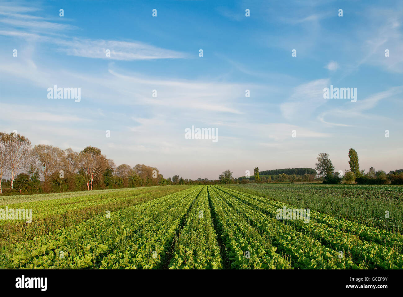 Chicory, organic farming Stock Photo