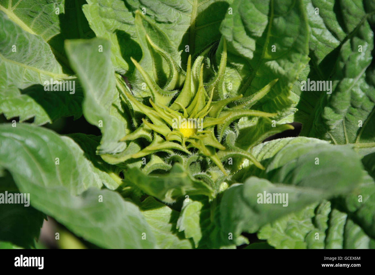 Sunflower baby. Young flower of the plant. Top view. Stock Photo