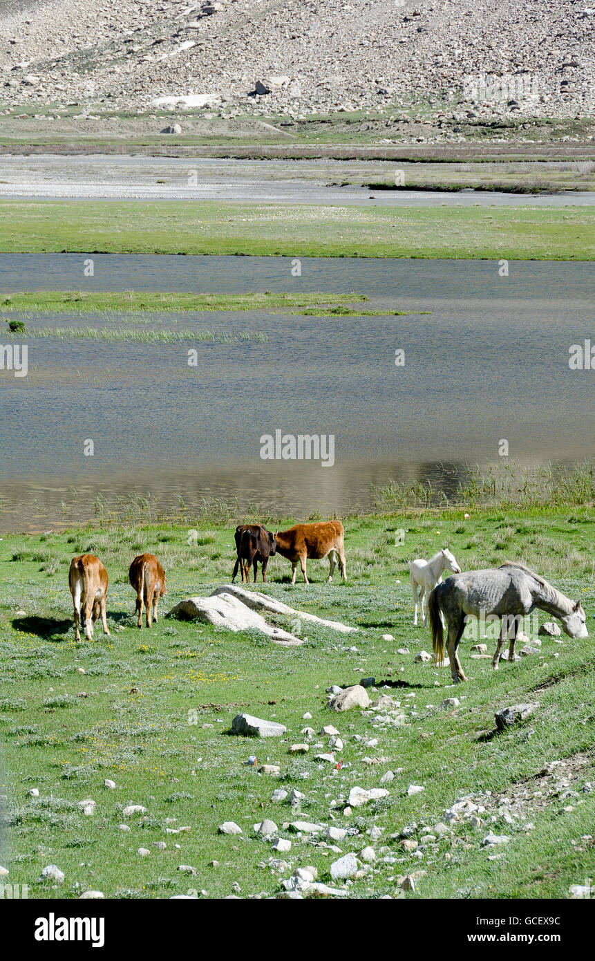 Animals grazing on high pasture, Suru Valley, Ladakh, Jammu and Kashmir,  India Stock Photo - Alamy