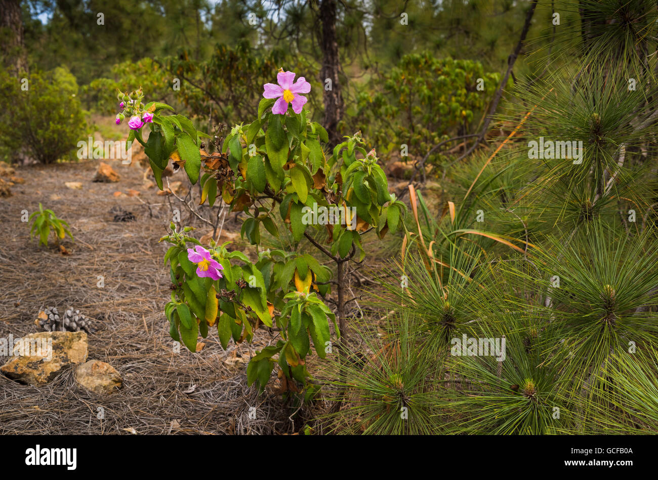 Pine forest cistus (Cistus symphytifolius), a Canarian endemic, in flower near Ifonche, Tenerife Stock Photo