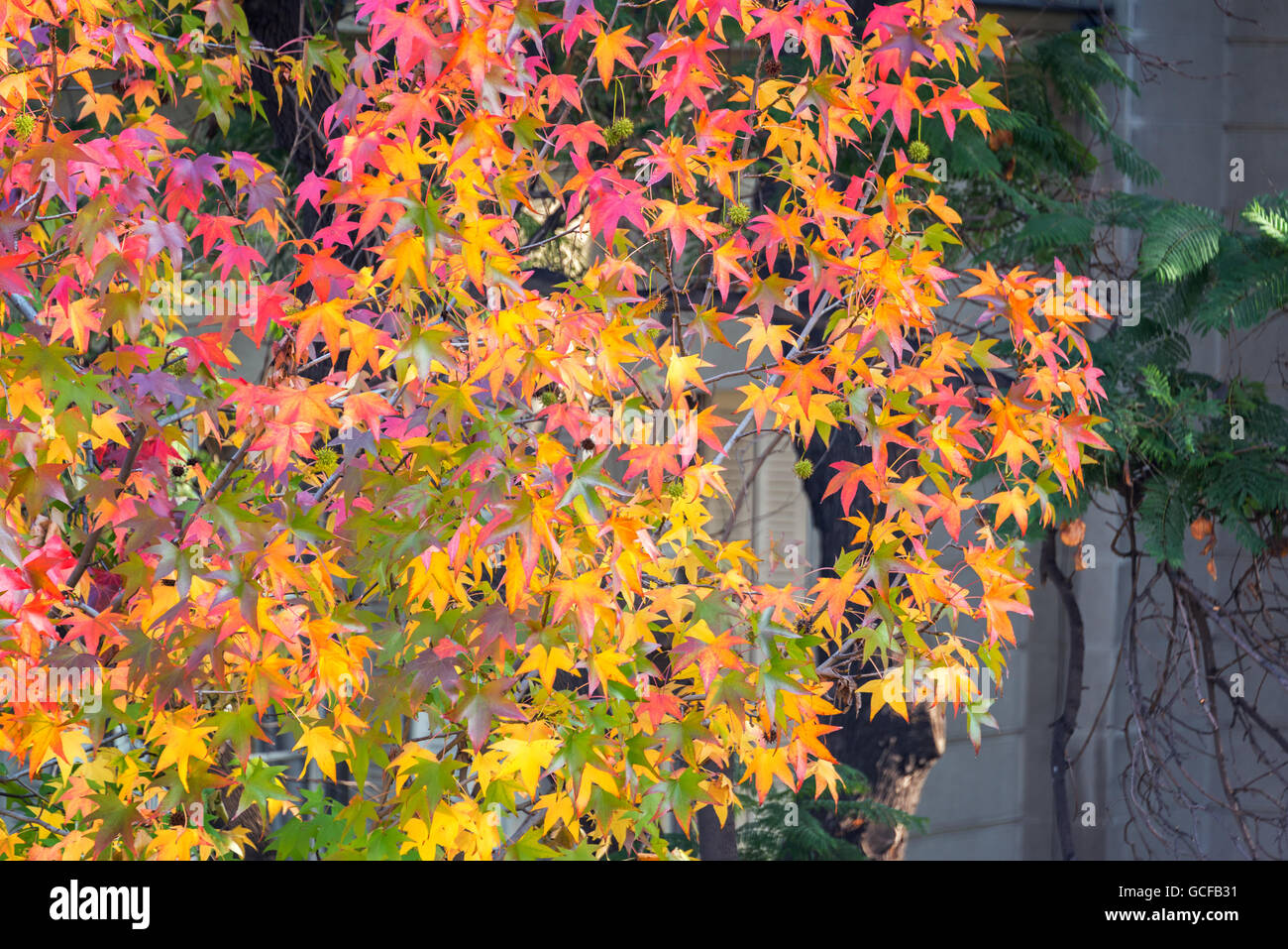 Yellow and red leaves in fall in Santiago, Chile Stock Photo