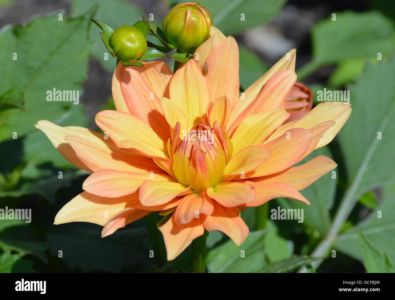 Dahlia peach yellow hi-res stock photography and images - Alamy