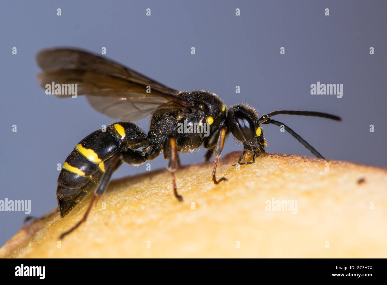 Digger wasp (Argogorytes mystaceus) eating apple. Black and yellow insect in family Crabronidae, feeding on fruit Stock Photo