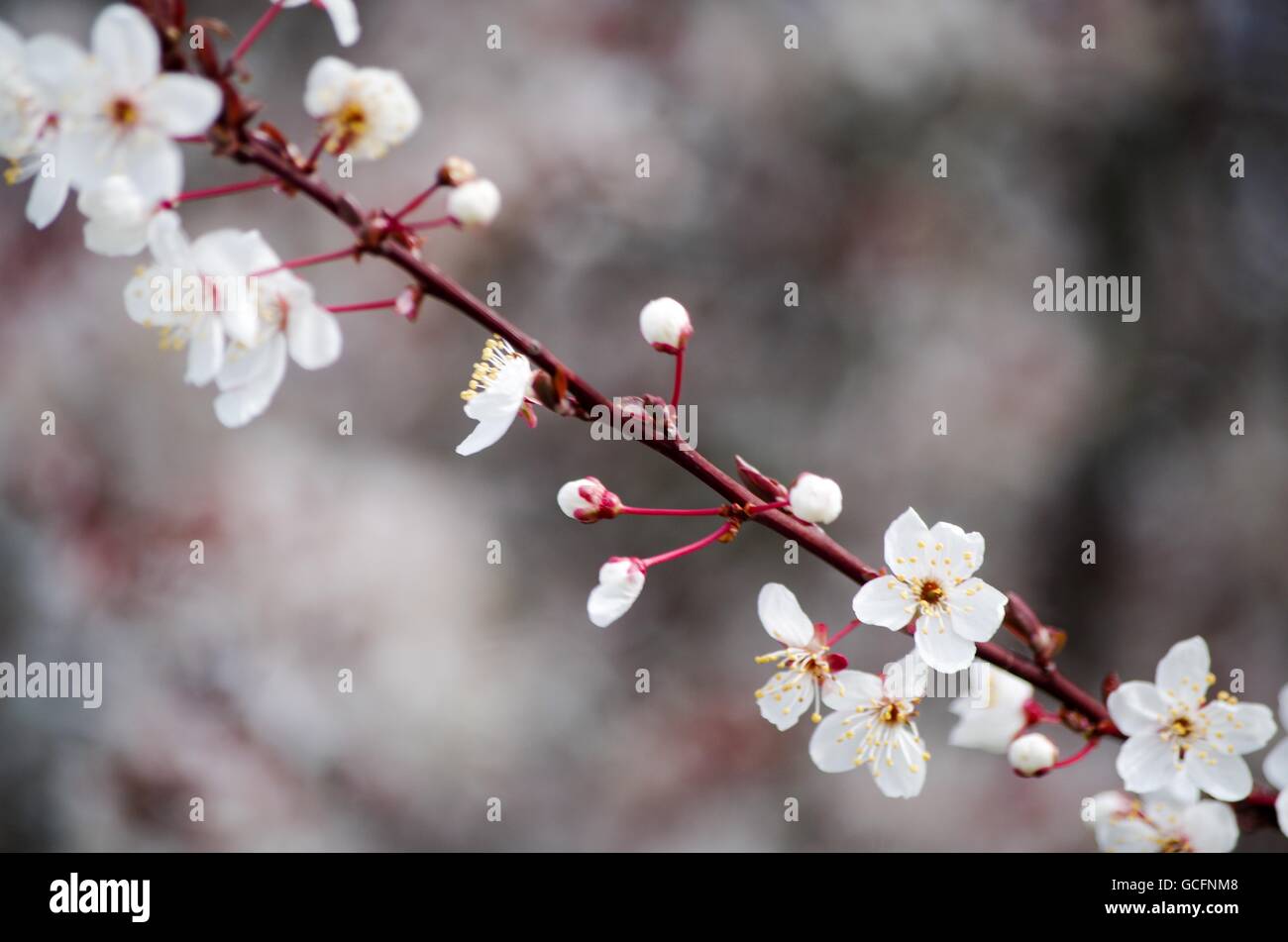 Chery blossom festival hi-res stock photography and images - Alamy