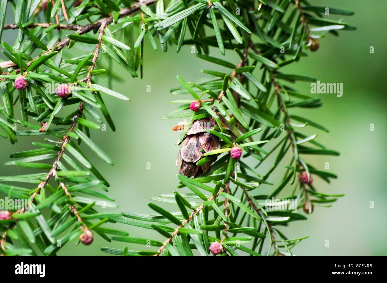 Western hemlock tree branch with pine cones. Comox Valley, British Columbia, Canada Stock Photo