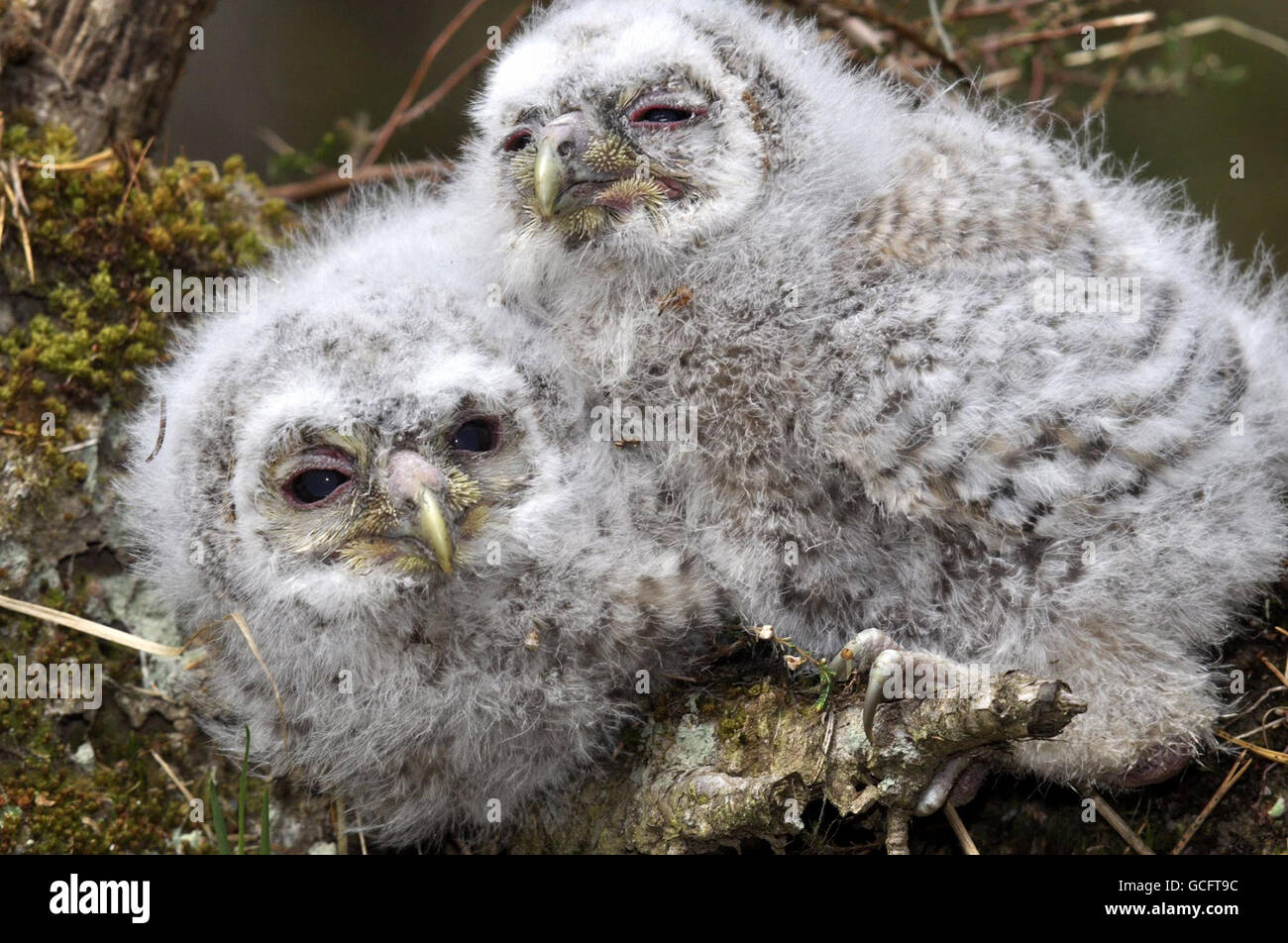 two-tawny-owl-chicks-in-kielder-forest-northumberland-the-tawny-owl