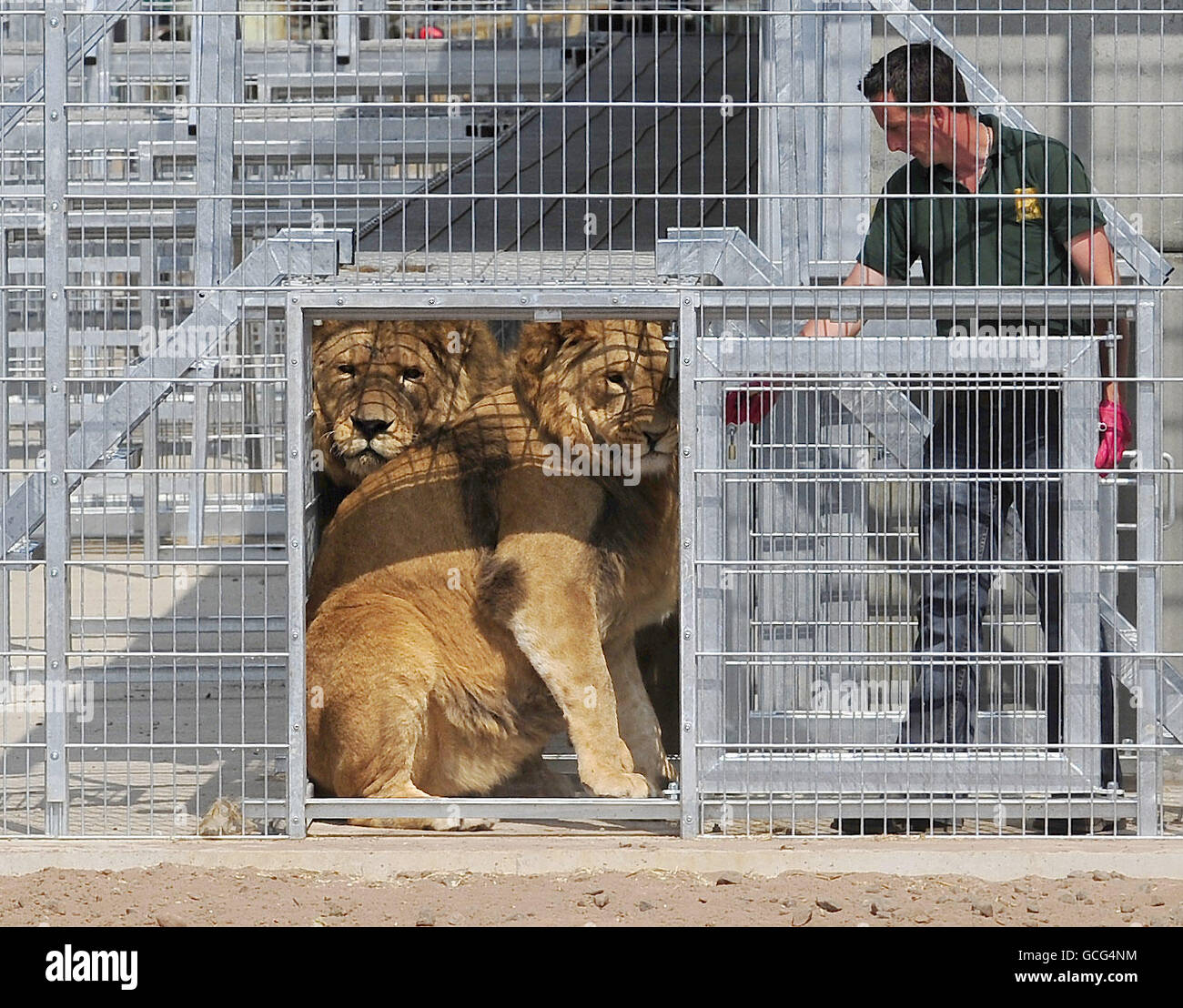 Lions rescued from Romania Stock Photo - Alamy