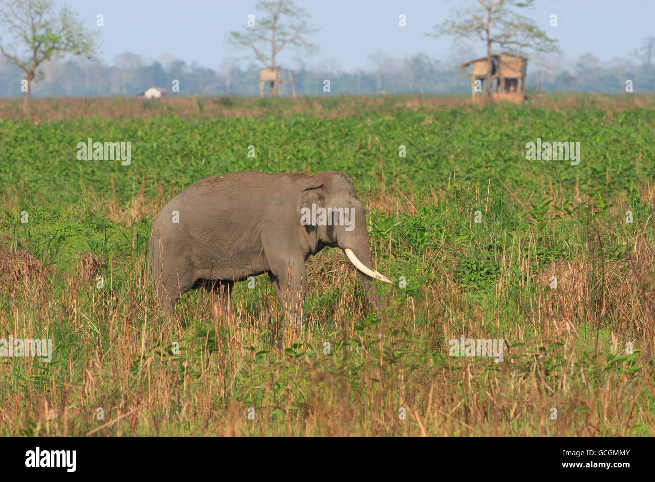 Tusker walking across the grassland area of Kaziranga National Park