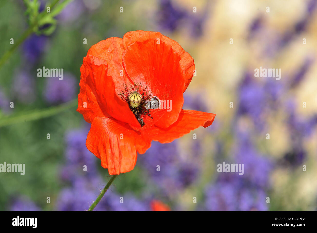 Loccitane garden rhs chelsea flower hires stock photography and images