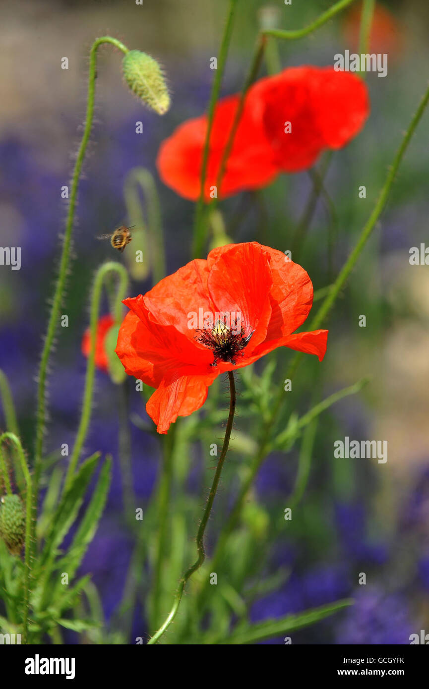 Loccitane garden rhs chelsea flower hires stock photography and images