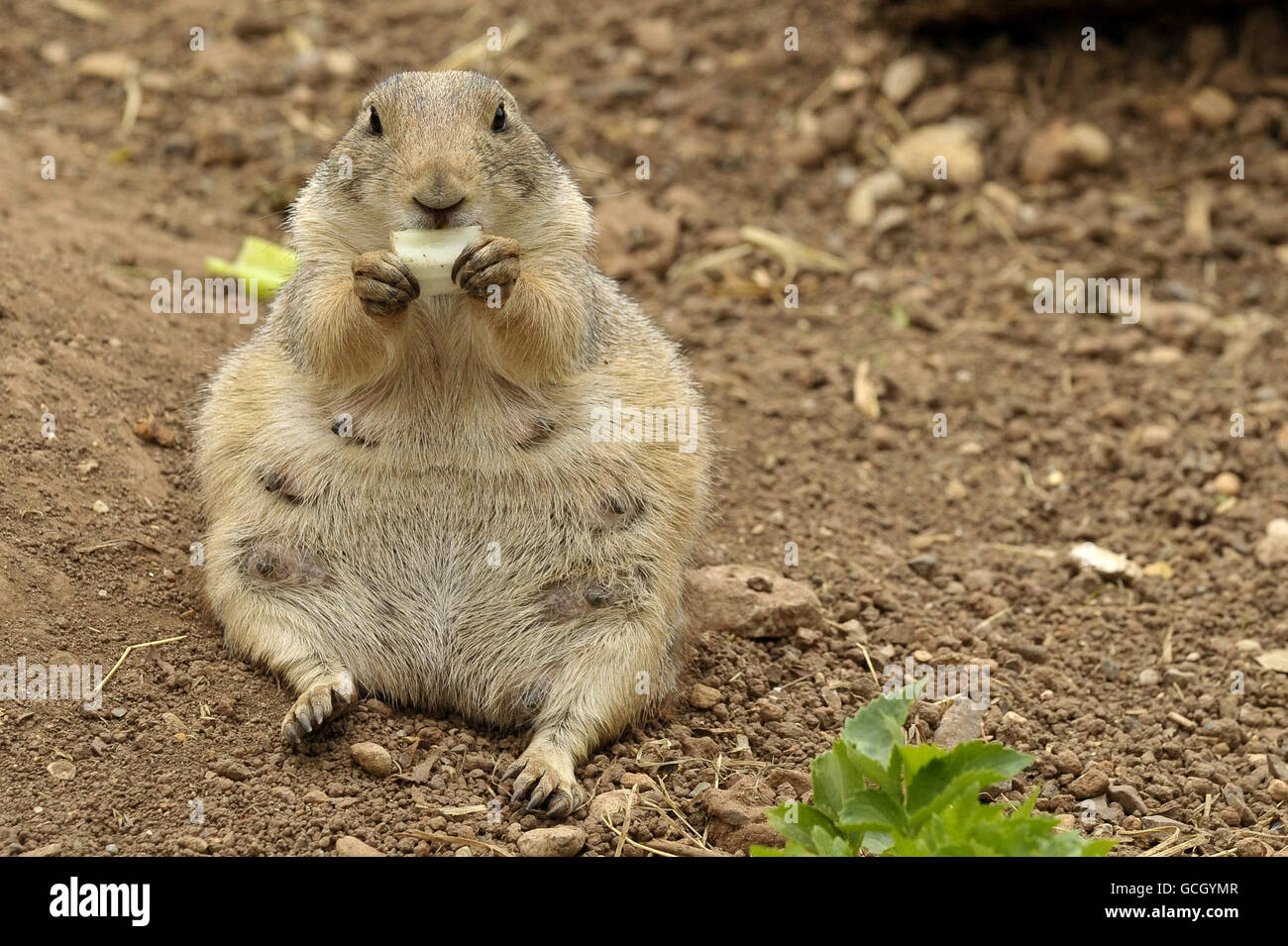 Underground animals hires stock photography and images Alamy