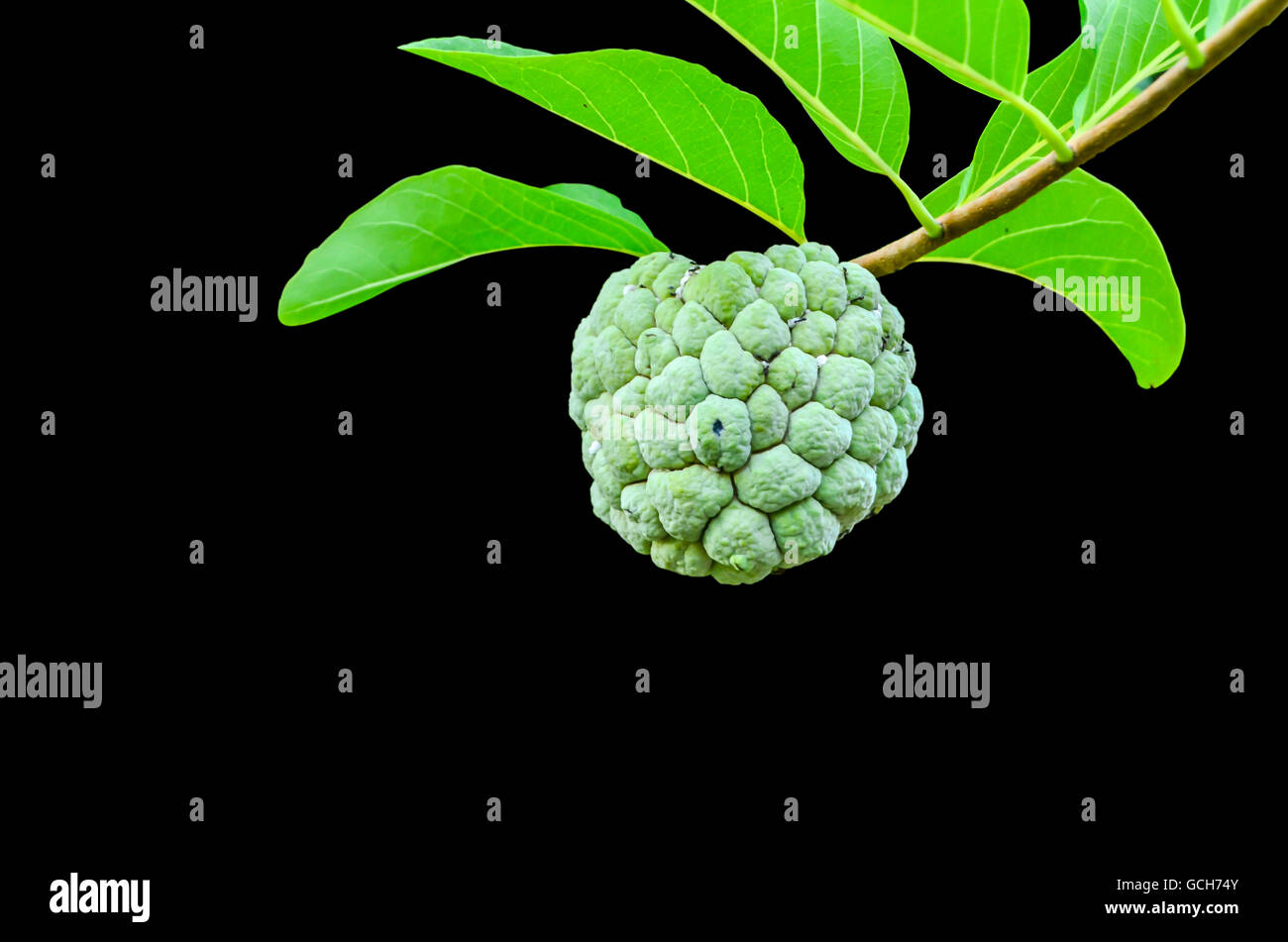 Custard apple tree hires stock photography and images Alamy