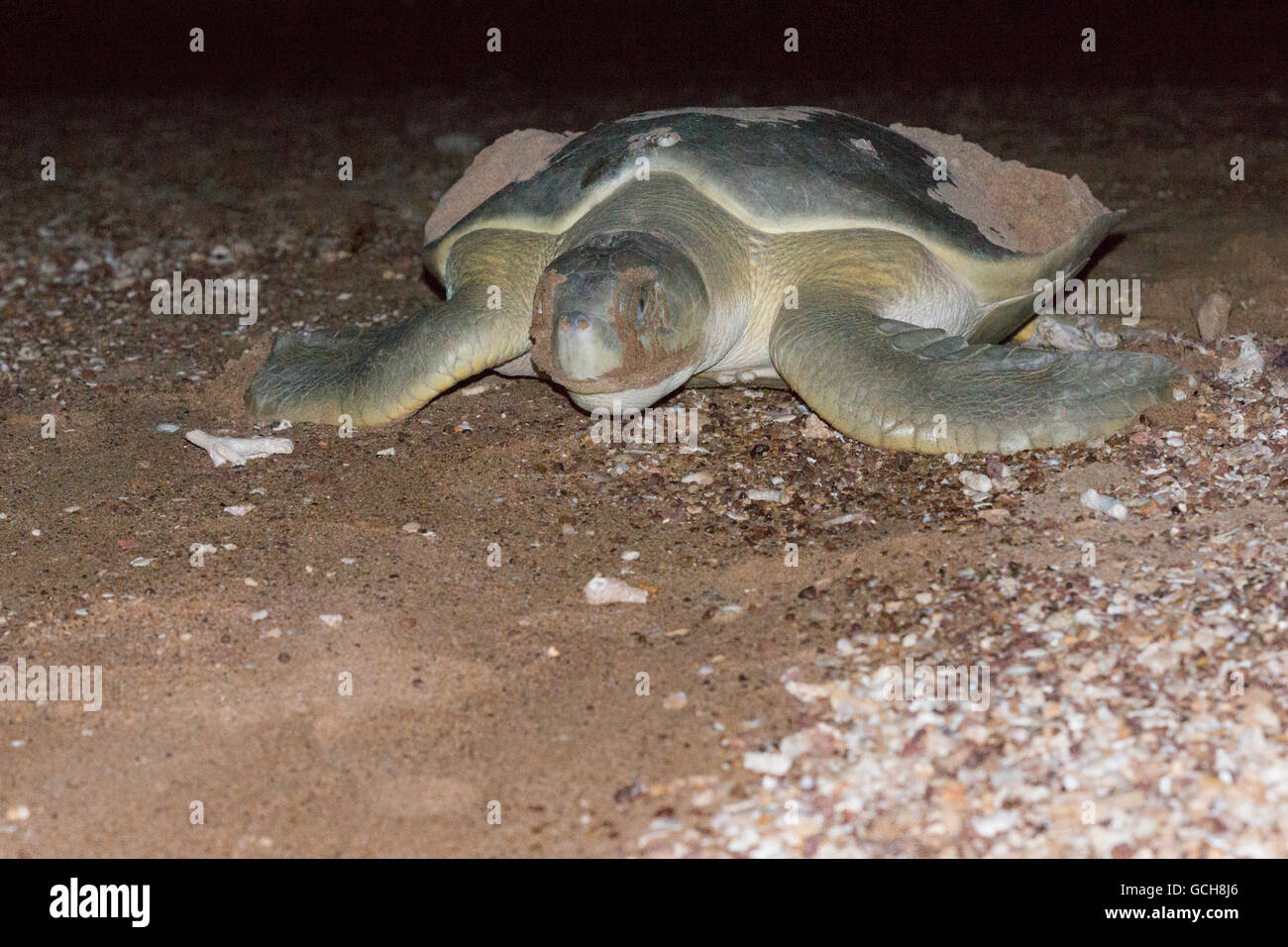 Flat back turtle going back to sea after laying eggs on Bare Sand Island, Australia Stock Photo