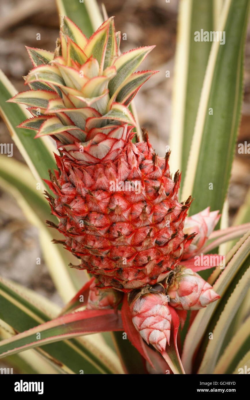 Dwarf variegated pineapple plant with fruit Stock Photo