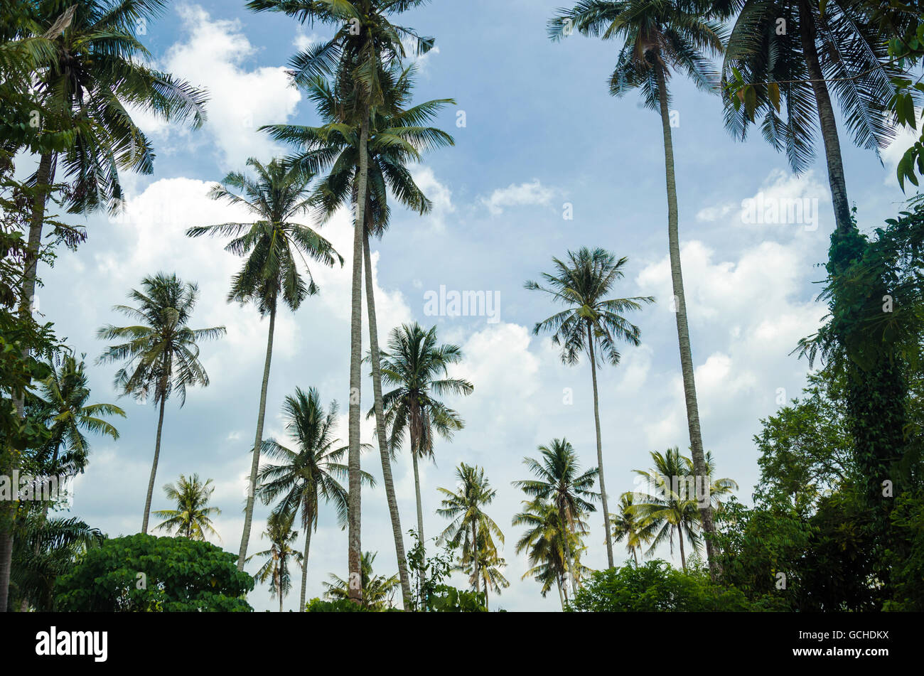Coconut trees with blue sky background at tropical beach Stock Photo ...