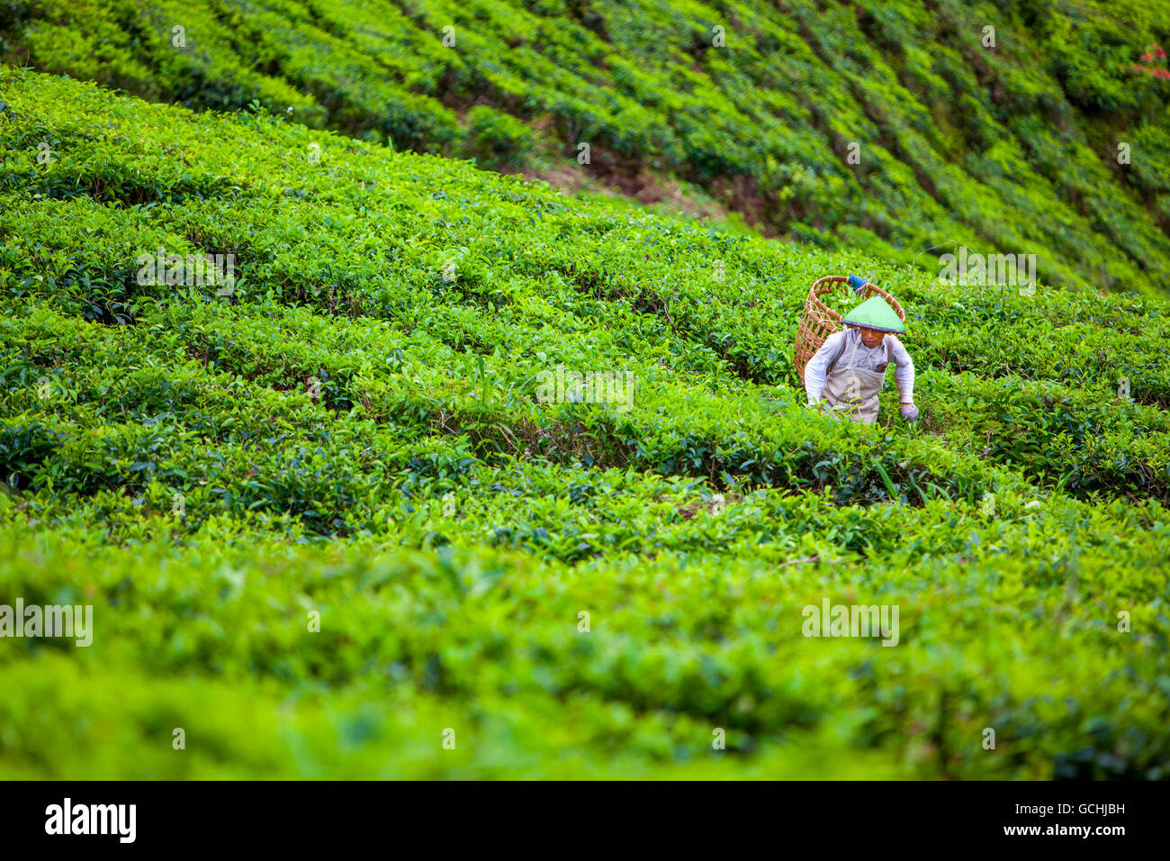 Sumatra Tea A migrant worker from Jakarta works picking tea leaves on a tea ...