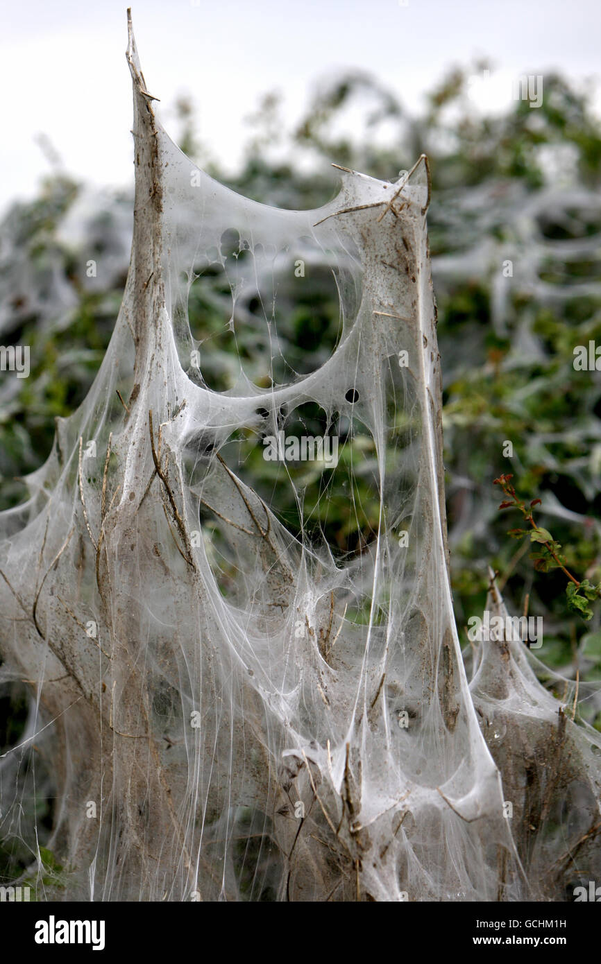 Ermine moth larvae. Silk webbing created by ermine moth larvae decorates a hedge row in Sawston Village, Cambridgeshire. Stock Photo