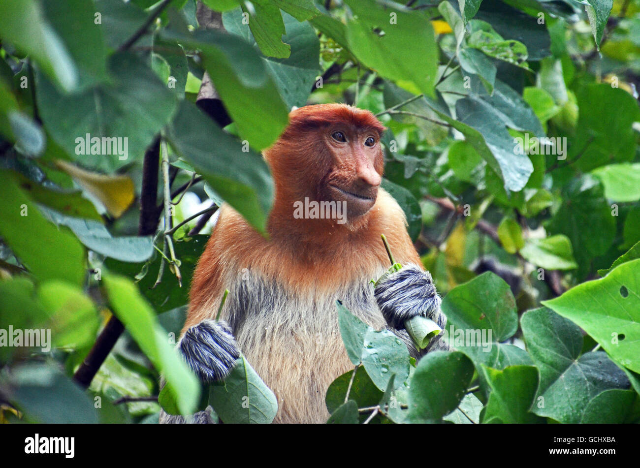 Proboscis monkey (Nasalis larvatus), Bako National Park, Sarawak, Borneo, Malaysia Stock Photo