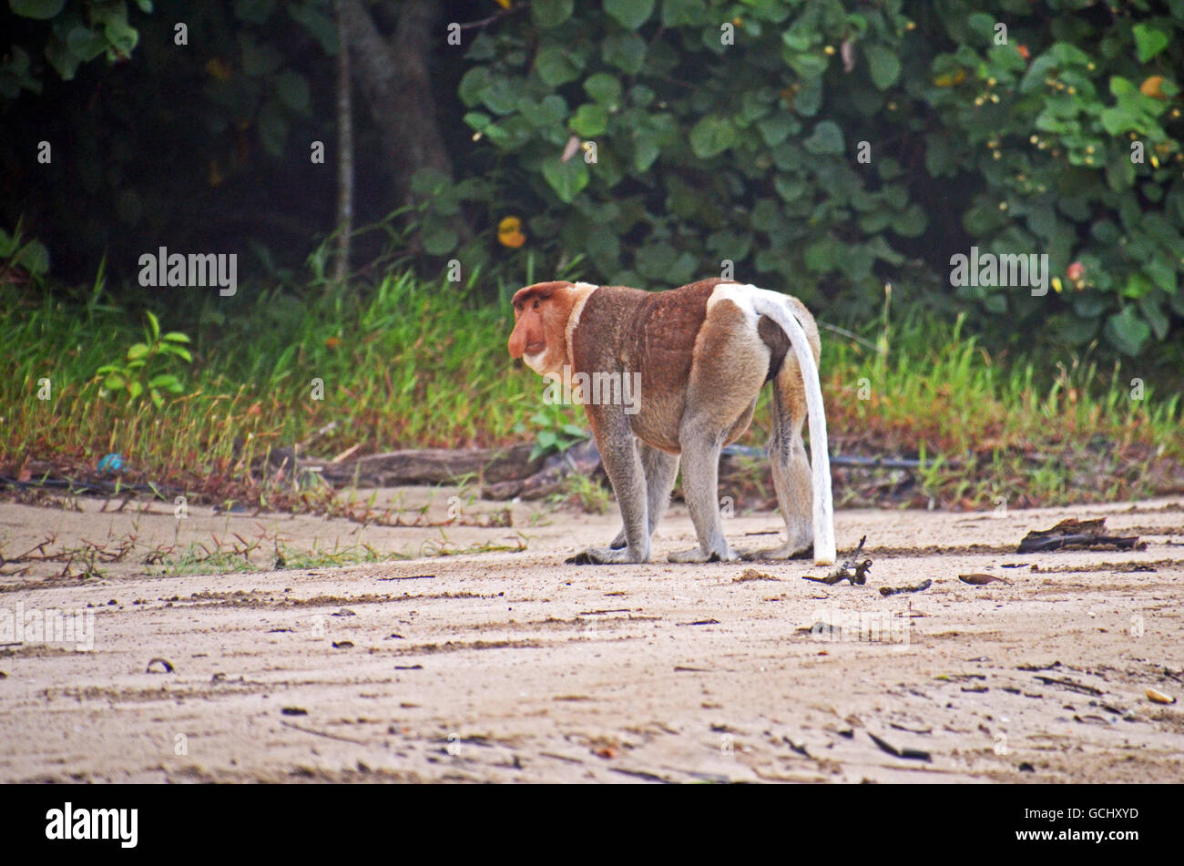 Proboscis monkey (Nasalis larvatus), Bako National Park, Sarawak, Borneo, Malaysia Stock Photo