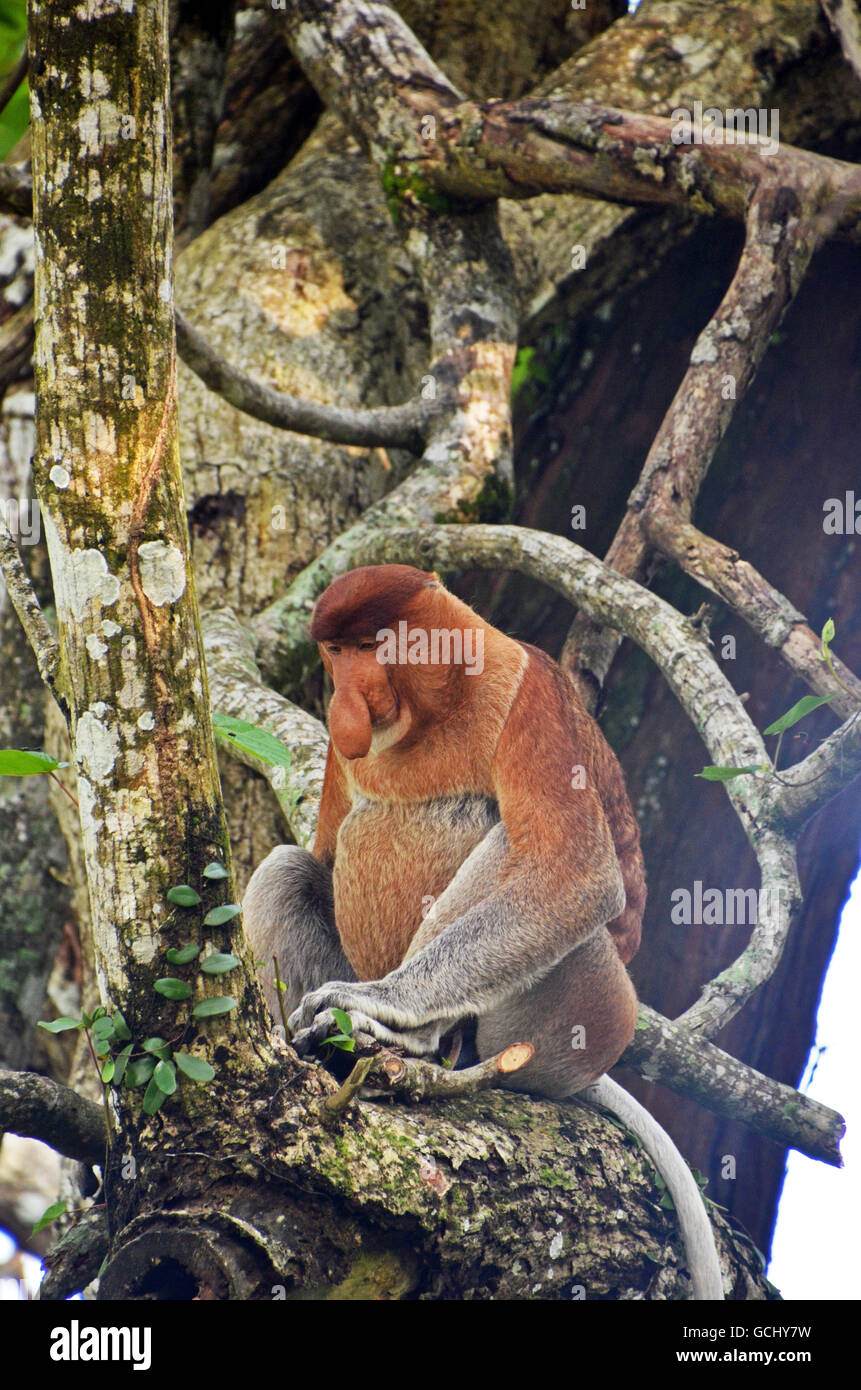 Proboscis monkey (Nasalis larvatus), Bako National Park, Sarawak, Borneo, Malaysia Stock Photo