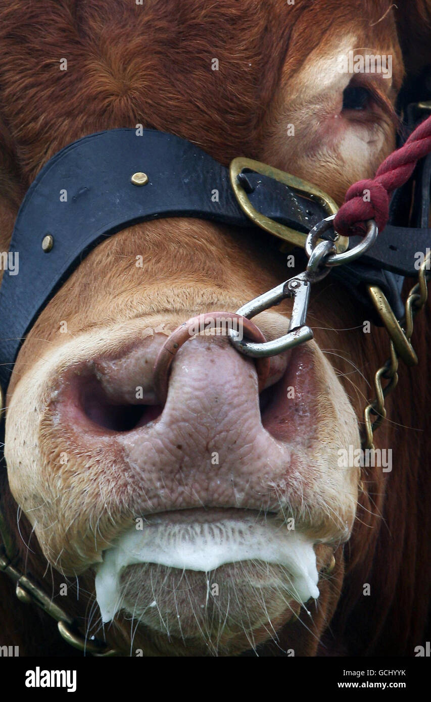 A stockman gets ready to show some of the cows on the first day of the 170th Royal Highland Show, at the Ingliston show ground near Edinburgh. Stock Photo