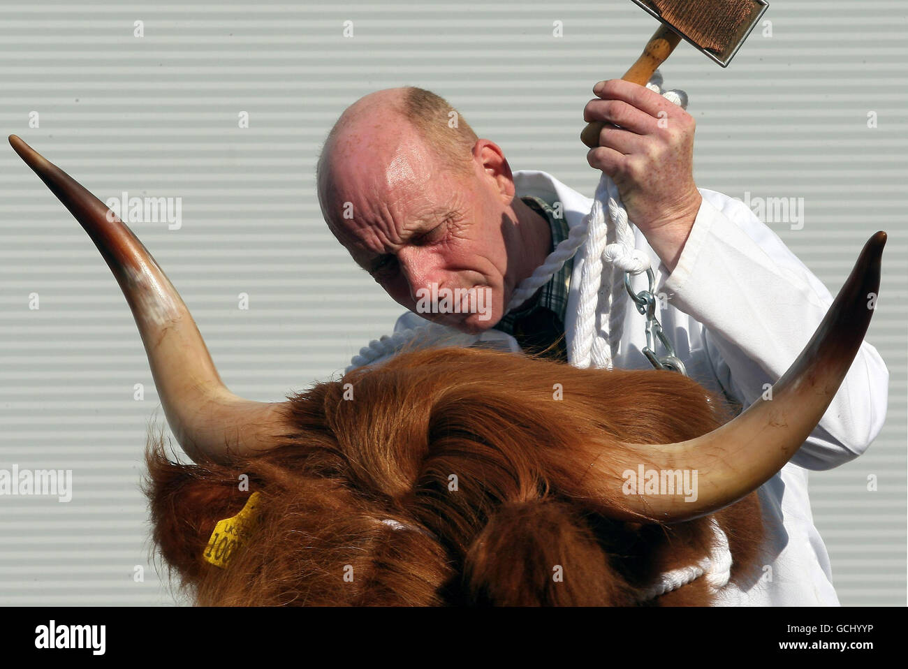 A stockman gets ready to show some of the Highland cows on the first day of the 170th Royal Highland Show, at the Ingliston show ground near Edinburgh. Stock Photo