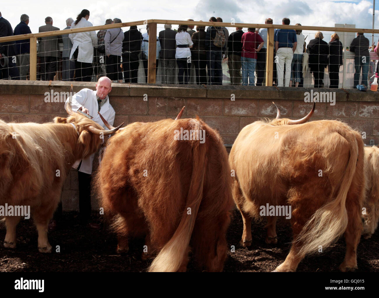 A stockman gets ready to show some of the Highland cows on the first day of the 170th Royal Highland Show, at the Ingliston show ground near Edinburgh. Stock Photo
