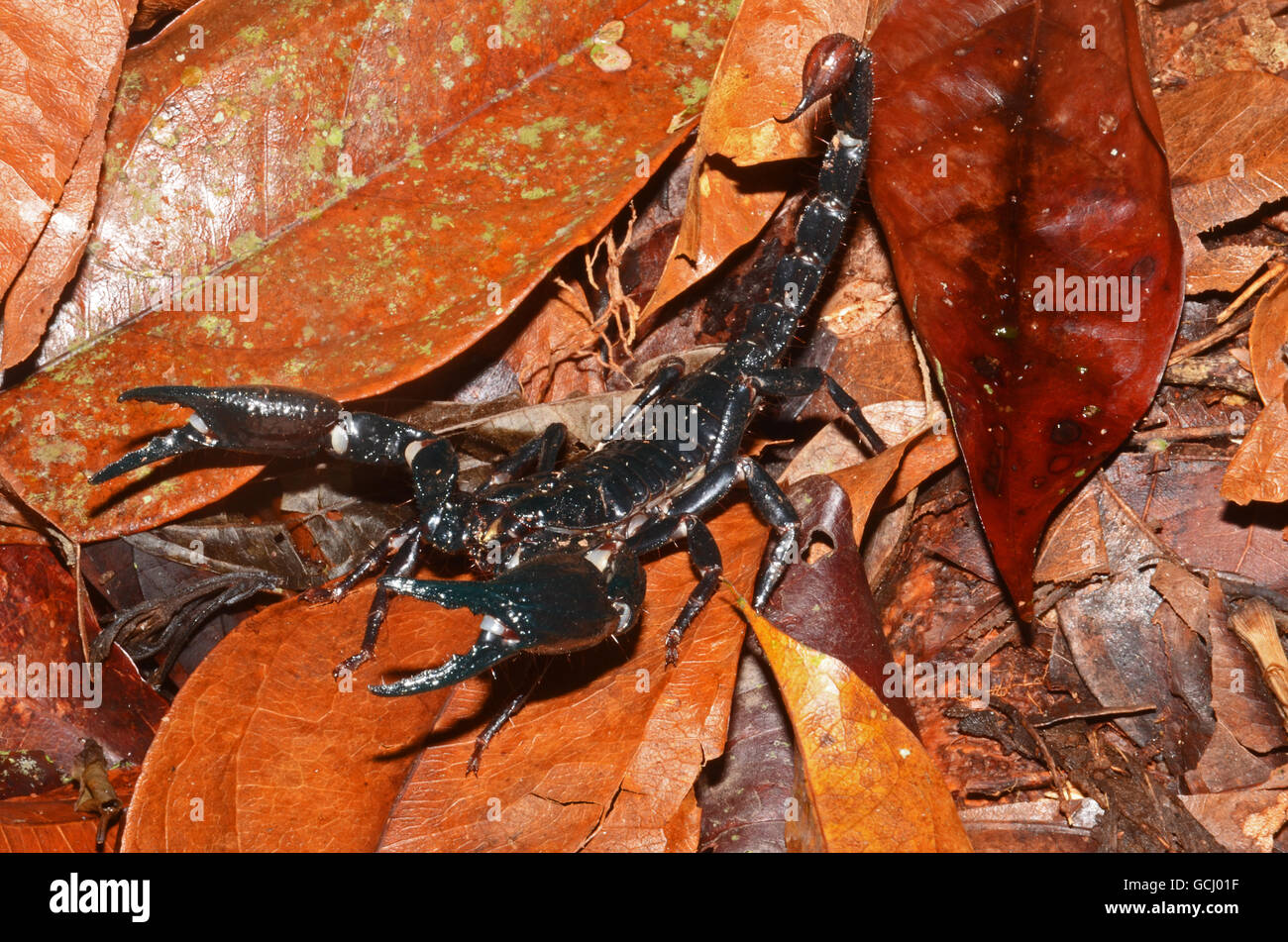 Large Black Scorpion Bako National Park Sarawak Malaysia Stock Photo Alamy